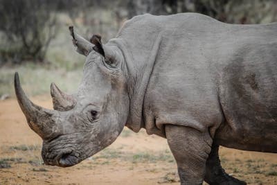 Kruger National Park Battles Rhino Poaching