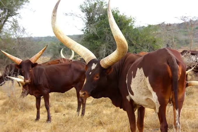 ANKOLE HEIFER SETS NEW RECORD AFTER FETCHING R6.4 MILLION AT AUCTION
