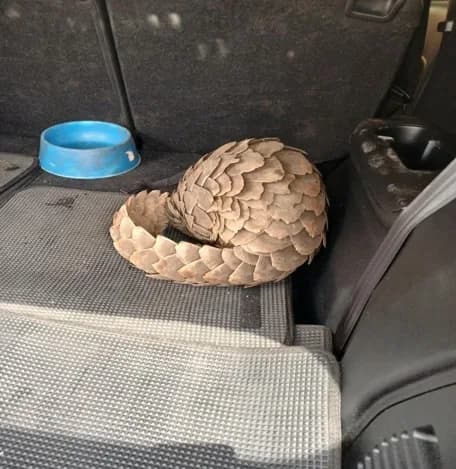 FIVE SUSPECTS ARRESTED IN R500,000 PANGOLIN TRADE STING OPERATION IN WHITE RIVER