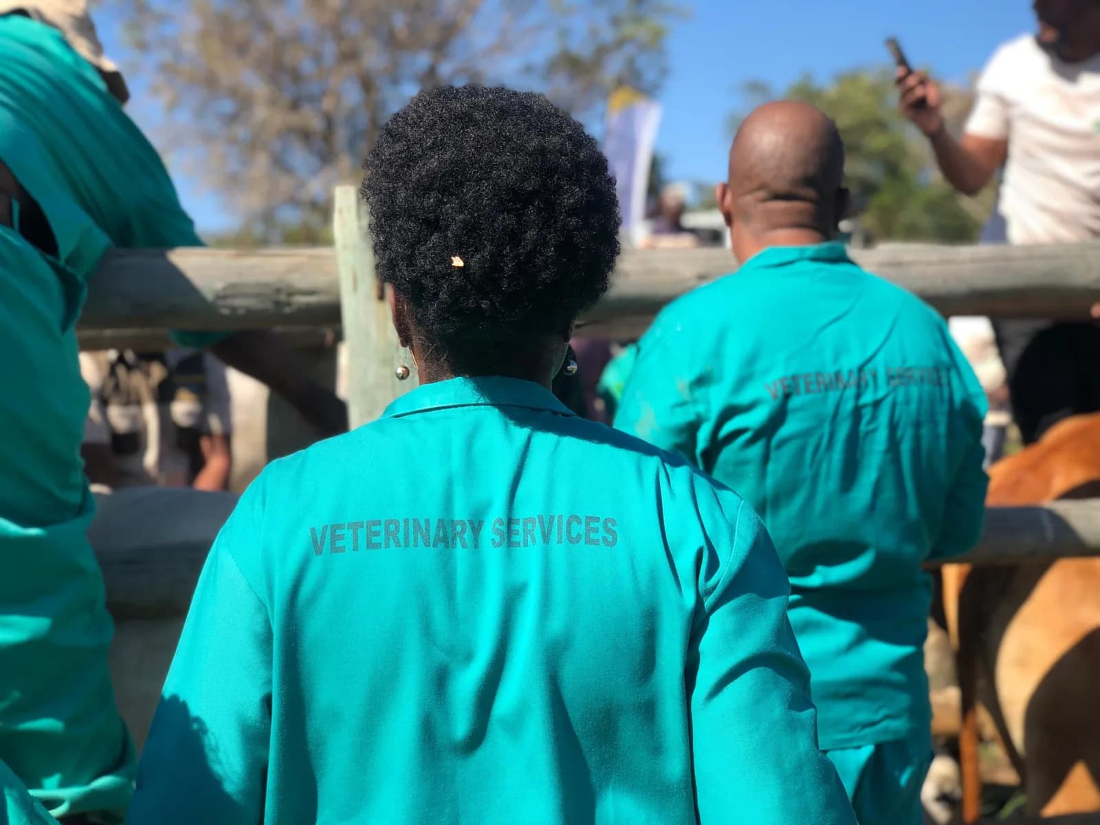 Regional Fight Against Cattle Disease